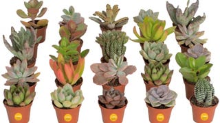 Costa Farms Mini Succulents Collection, Live Succulent...