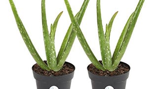 Costa Farms Aloe Vera Live Indoor Plant Ships in Grow Pot,...
