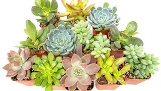 Succulent Plants (12 Pack) Fully Rooted in Planter Pots...