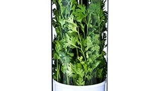 NOVART XXL Herb Keeper and Herb Saver – Glass Storage Container...