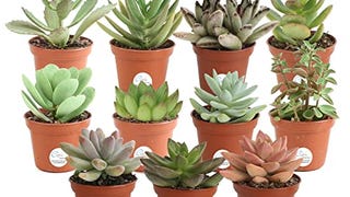 Costa Farms Mini Succulents Fully Rooted Live Indoor Plant,...