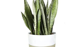 Costa Farms Premium Snake Plant, Easy Care Live Indoor...