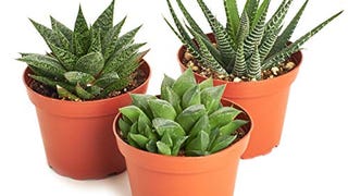 Shop Succulents | Alluring Aloe Collection of Live Aloe...