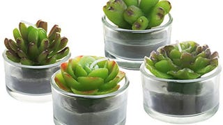 Assortment of 4 Mini Green Desert Succulent Plants Shaped...