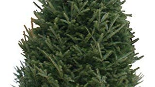 Hallmark Real Christmas Tree, Balsam Fir, 6 Foot To 7 Foot,...