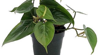 Heart Leaf Philodendron - Easiest House Plant to Grow - 4"...
