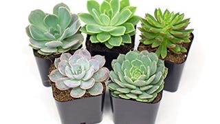 Succulent Plants | 5 Echeveria Succulents | Rooted in Planter...