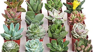 Shop Succulents | Unique Collection of Live Succulent Plants,...