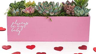 Shop Succulents |"Always Be My Baby" Unique Centerpiece...