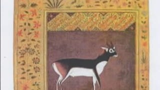 Flora and Fauna in Mughal Art