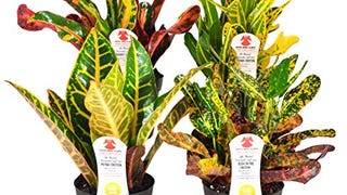 Costa Farms Exotic Angel Croton Live Indoor Plant Grower’...