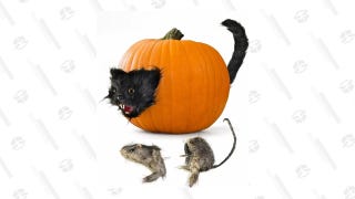 Cat and Rat Spooky Pumpkin Prop Decor