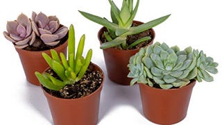 Mini Succulent Plants (4 Pack) 2.5" - Real Live Succulents...