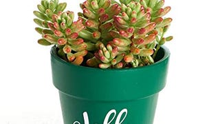 Shop Succulents | Jolly Hanging Burrito/Jelly Bean Succulent...