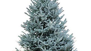 Hallmark Real Christmas Tree, Black Hill Spruce, Sno-Tip,...