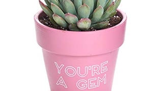 Shop Succulents You're a Gem Terracotta Planter-Includes...