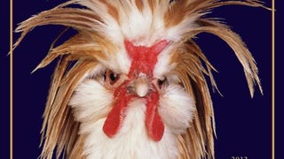 Extraordinary Chickens 2012 Calendar