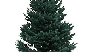 Hallmark Real Christmas Tree, Black Hills Spruce, 6 Foot...