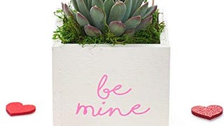 Shop Succulents |"Be Mine" Live Succulent Plant in 4" Planter,...