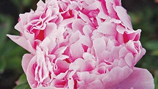 Burpee Sarah Bernhardt' Perennial Peony | 1 Flowering, 1...
