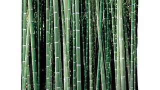 Kikkerland Shower Curtain, Bamboo