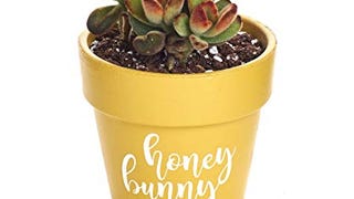 Shop Succulents | "Honey Bunny" Live Succulent Plant in...