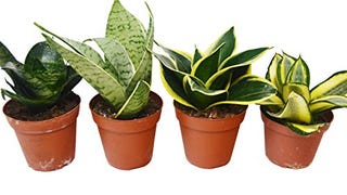 4 Different Snake Plants in 4" Pots - Sansevieria - Live...