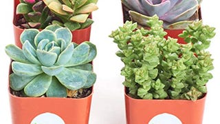Shop Succulents | Unique Collection of Live Succulent Plants,...