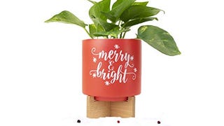 Shop Succulents | Winter Home Collection | Ceramic Holiday...