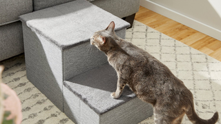 Frisco Collapsible Pet Step & Storage