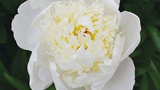 Burpee Immaculee' Perennial Peony | 1 Flowering, 1 Bare...
