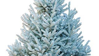 Hallmark Real Christmas Tree, Black Hills Spruce, Sno Tip,...