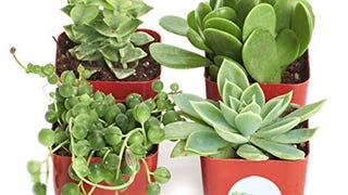 Shop Succulents | Green Collection of Live Succulent Plants,...