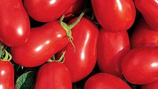 Burpee 'Roma' Organic | Red Sauce & Paste Tomato | 250...
