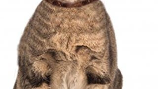 Pet Cat Star Wars Leia Buns