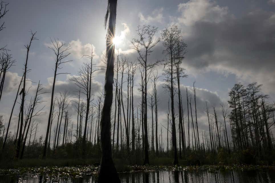 "Long Term Damage" Standing dead cypress trees show the lingering impacts of wildfire on ecosystems, five years on. Photo: Stephen B. Morton (AP)