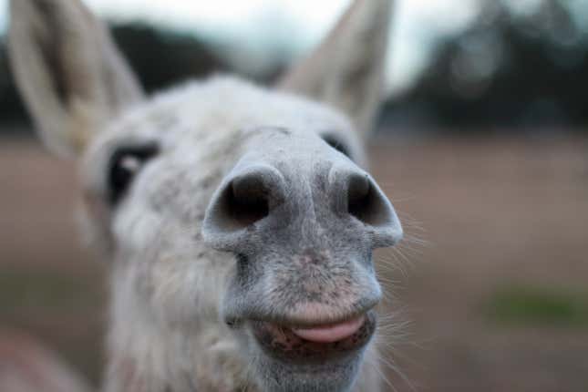 A donkey sticks out its tongue at the camera.