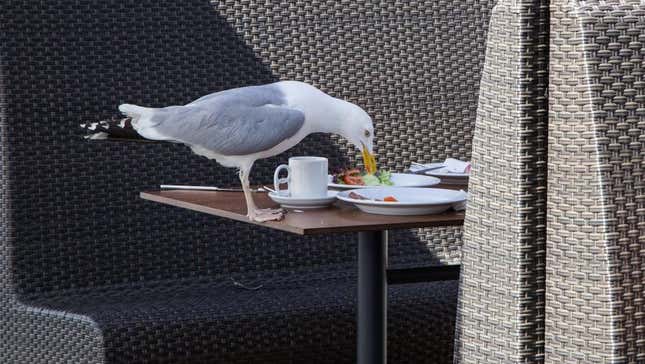 Image for article titled How to Keep Wretched Birds Away from Your Outdoor Dining Setup