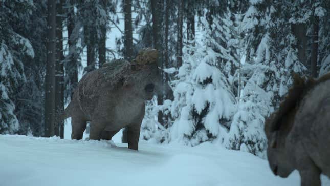 Two hefty herbivores—Pachyrhinosaurs—face one another in the snow.