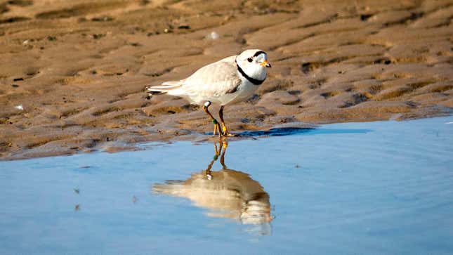 Piping plovers like the one here spend their winters along the Gulf and Atlantic coasts of the United States. At the Texas SpaceX launch site, the birds’ vacation spot has become decidedly less ideal. 