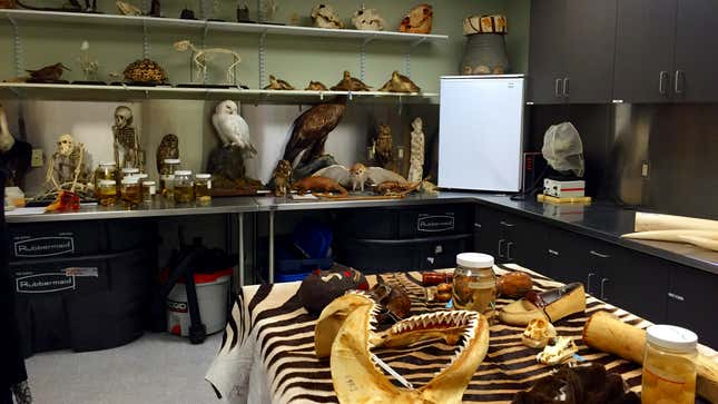 Inside the US Fish and Wildlife Service's US lab.