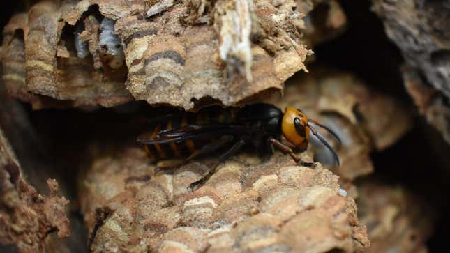 An Asian giant hornet (murder hornet) spotted at a nest in Washington state that was eradicated this week.