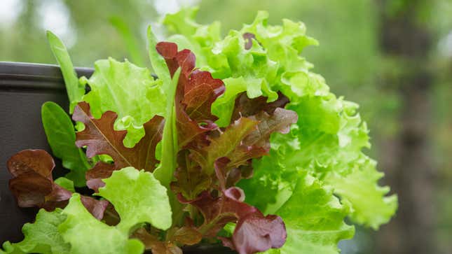Image for article titled 10 Fast-Growing Plants for Instant Garden Gratification
