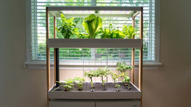 A two-level hydroponic Rise Garden setup in front of a window with several green crops growing.