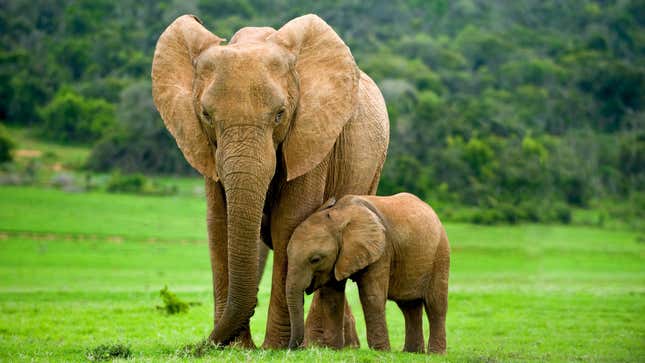 Image for article titled Elephants Might Be Self-Domesticated, Scientists Argue