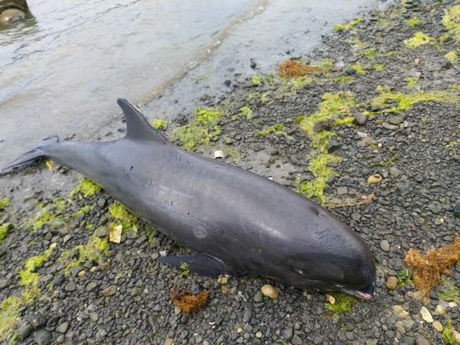 One of the dolphins that washed up on the Mauritius shore