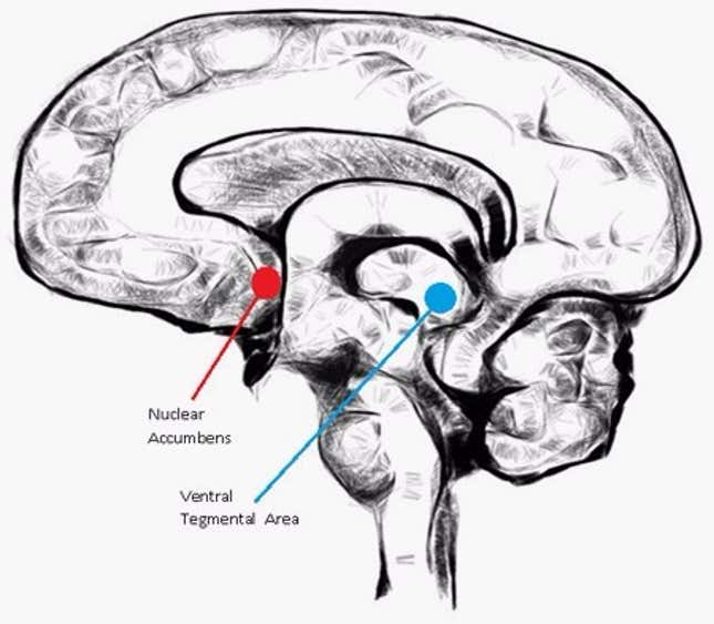 brain sketch