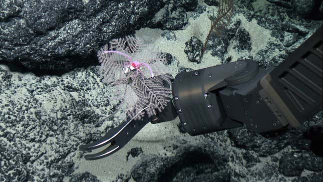A robotic arm at the bottom of the ocean holds a pink, fern-like thing.
