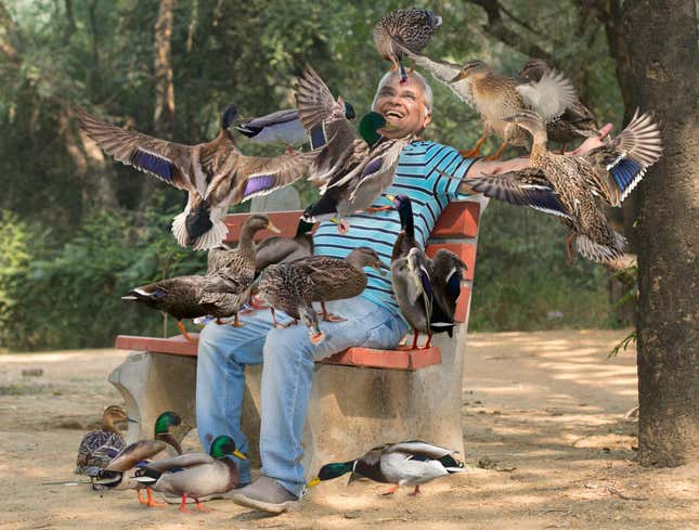 Image for article titled Elderly Man Spends Afternoon Feeding Self To Ducks