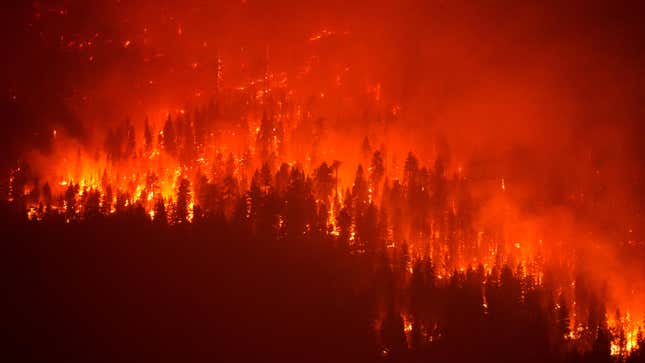 California's Forest Carbon Offsets Are Burning Amid Record Fires